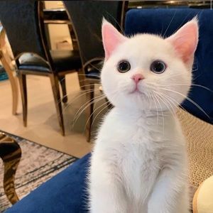 Meet your Posher, Alvin